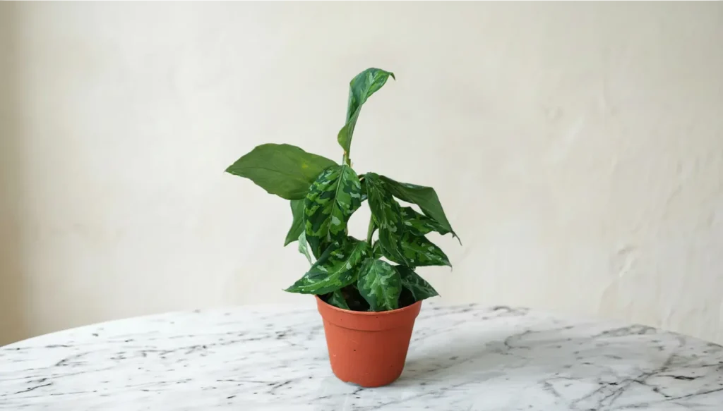 en flot mønstret Aglaonema plante i en fin lille potte