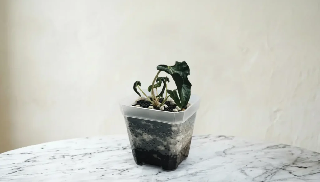 tæt billede af vores Alocasia plante i en plastic container med mørke blade