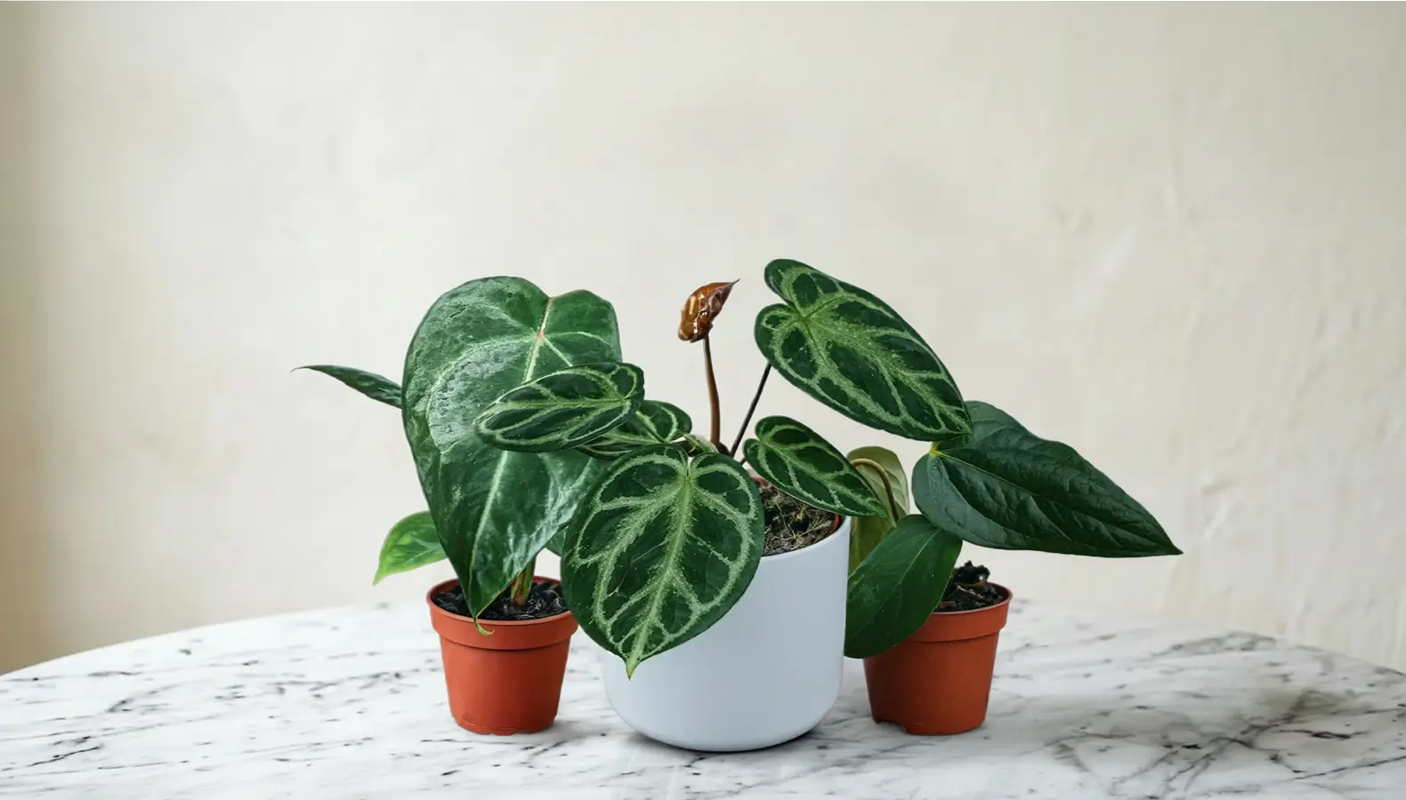 Tre unikke Anthurium krukkeplanter på et marmorbord med en lille knop