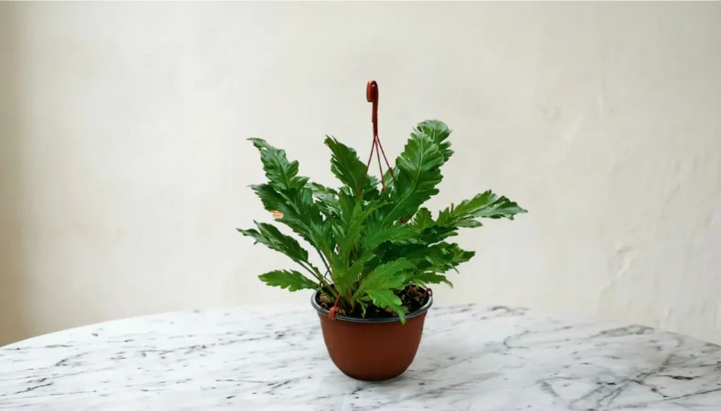 en super flot og anderledes Asplenium Plante med en flot grøn farve