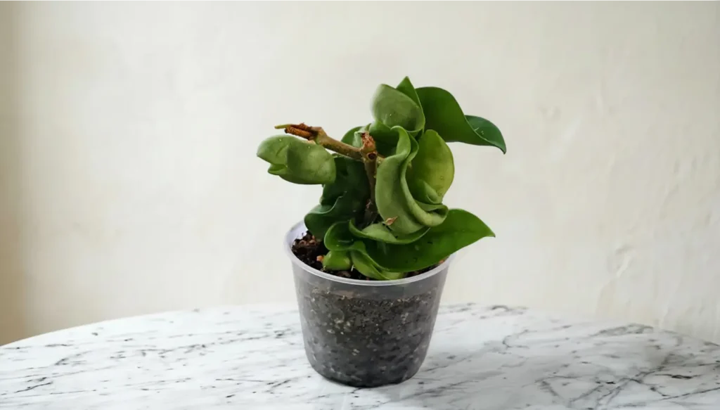 Hoya Compacta