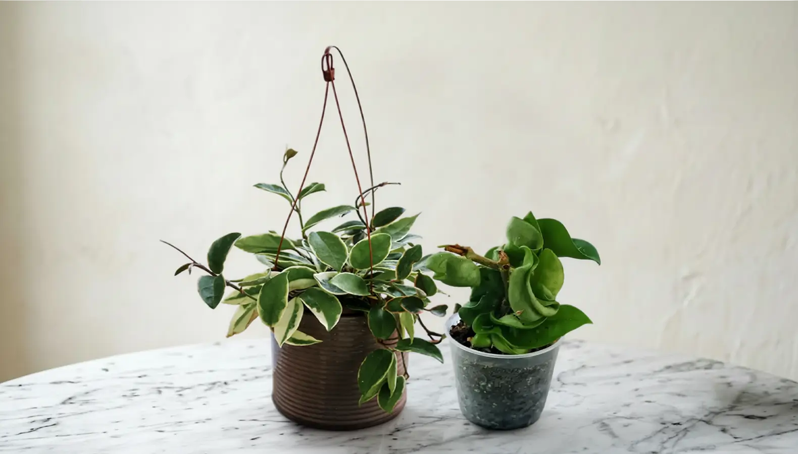 2 meget unikke og forskellige hoya planter ved siden af hinanden
