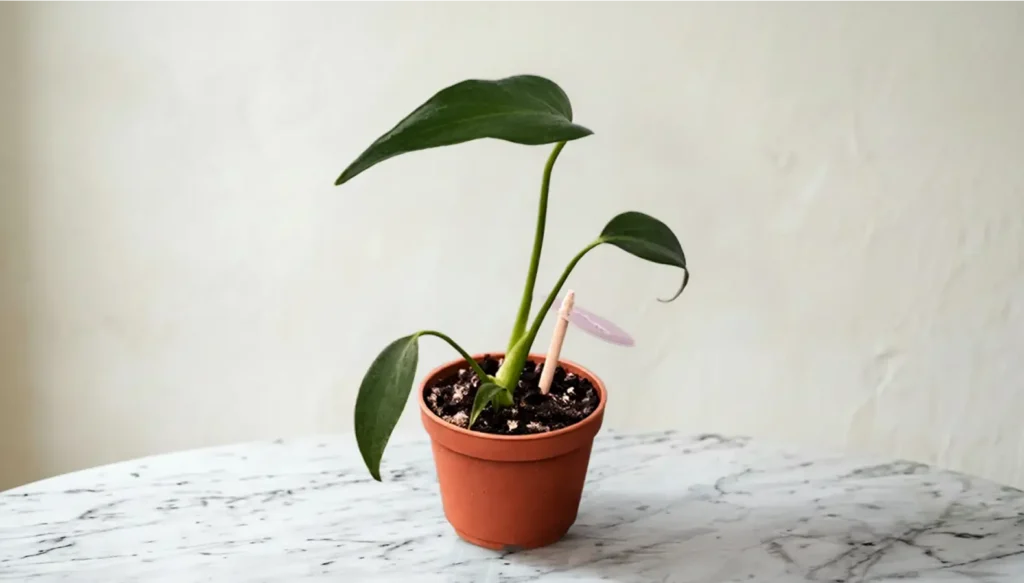 Monstera Burtle marx flame 6cm