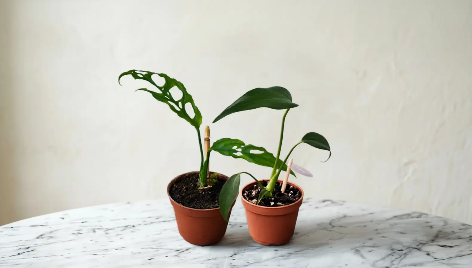 To forskellige Monstera varianter placeret side om side på et bord