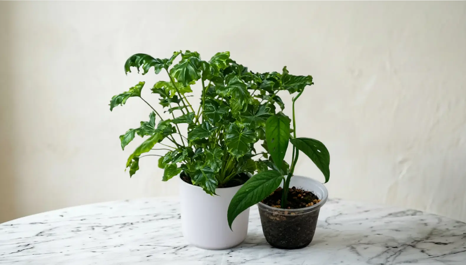 en stor og lille Philodendron plante på et hvidt bord
