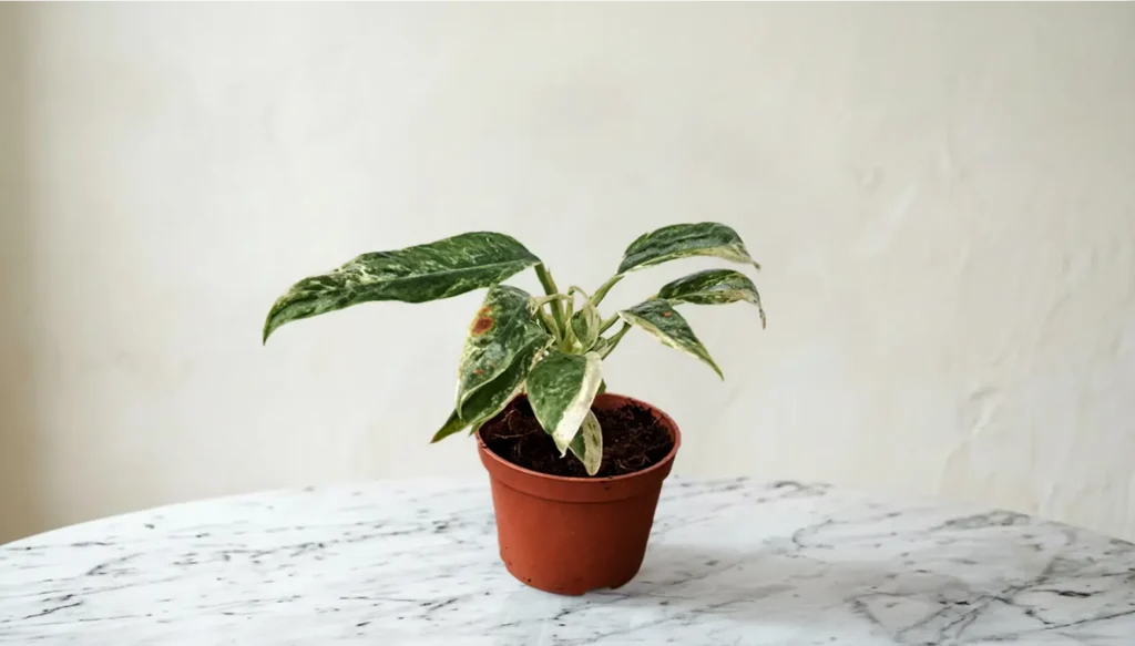 foto af en Raphidophora plante med få blade