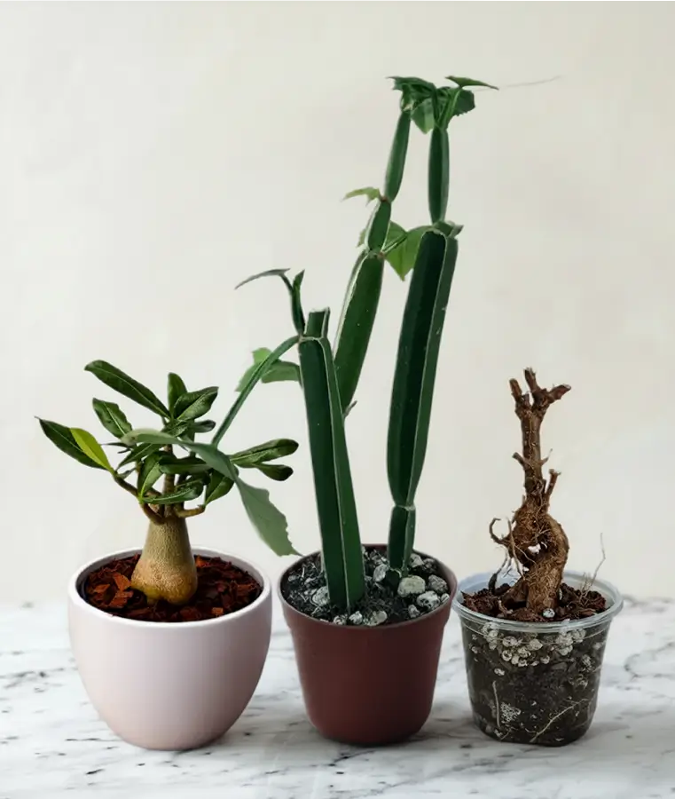 tre helt anderledes og smukke planter som står ved siden af hinanden