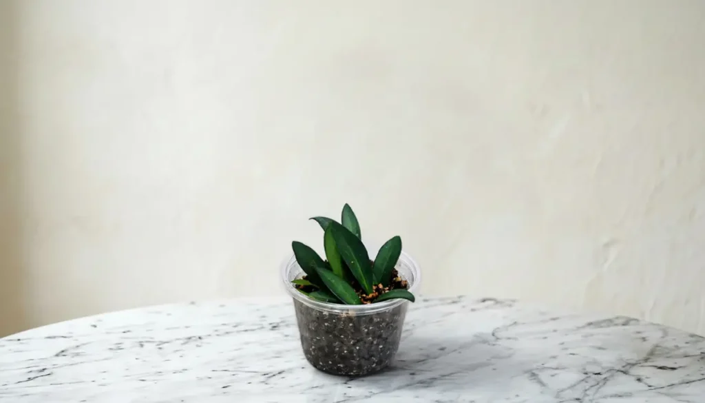 en lille Hoya weyetii plante med flotte grønne blade