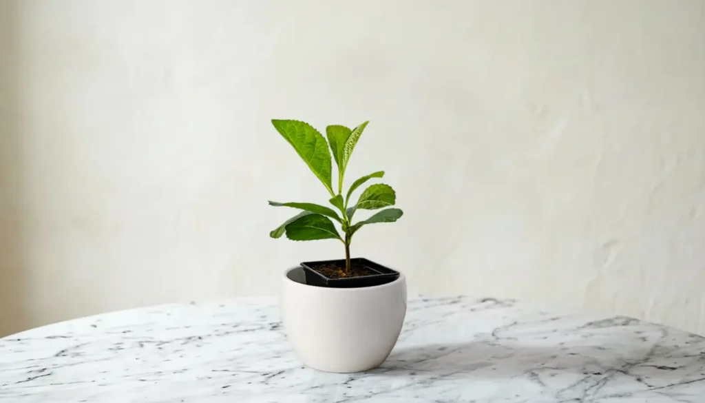 en super flot Kigelia africana plante med flotte grønne blade som står på et bord